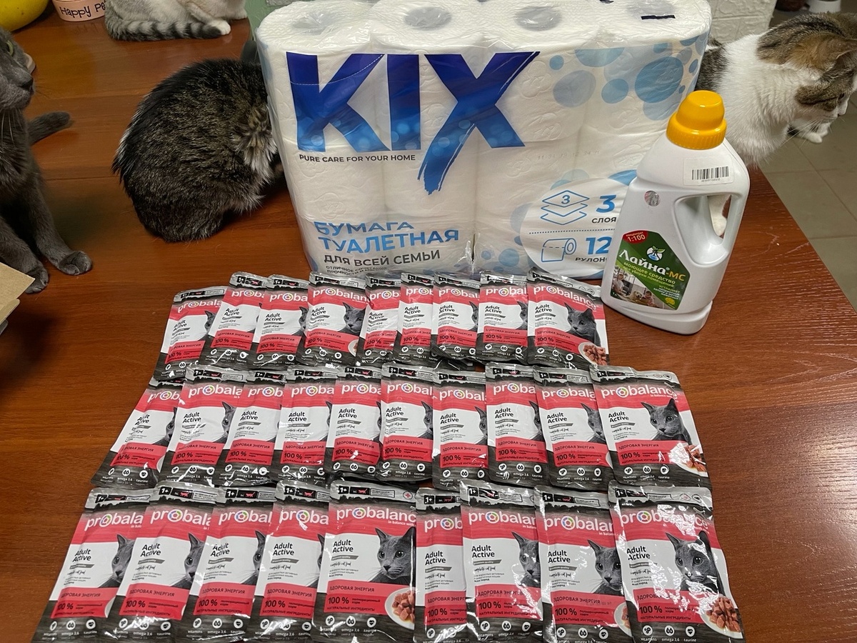 котики ждут когда я сделаю фото и раздам им немного влажного корма