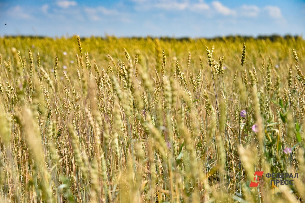 Изменение климата сделает Россию глобальной «житницей».  Фото: ФедералПресс / Полина Зиновьева