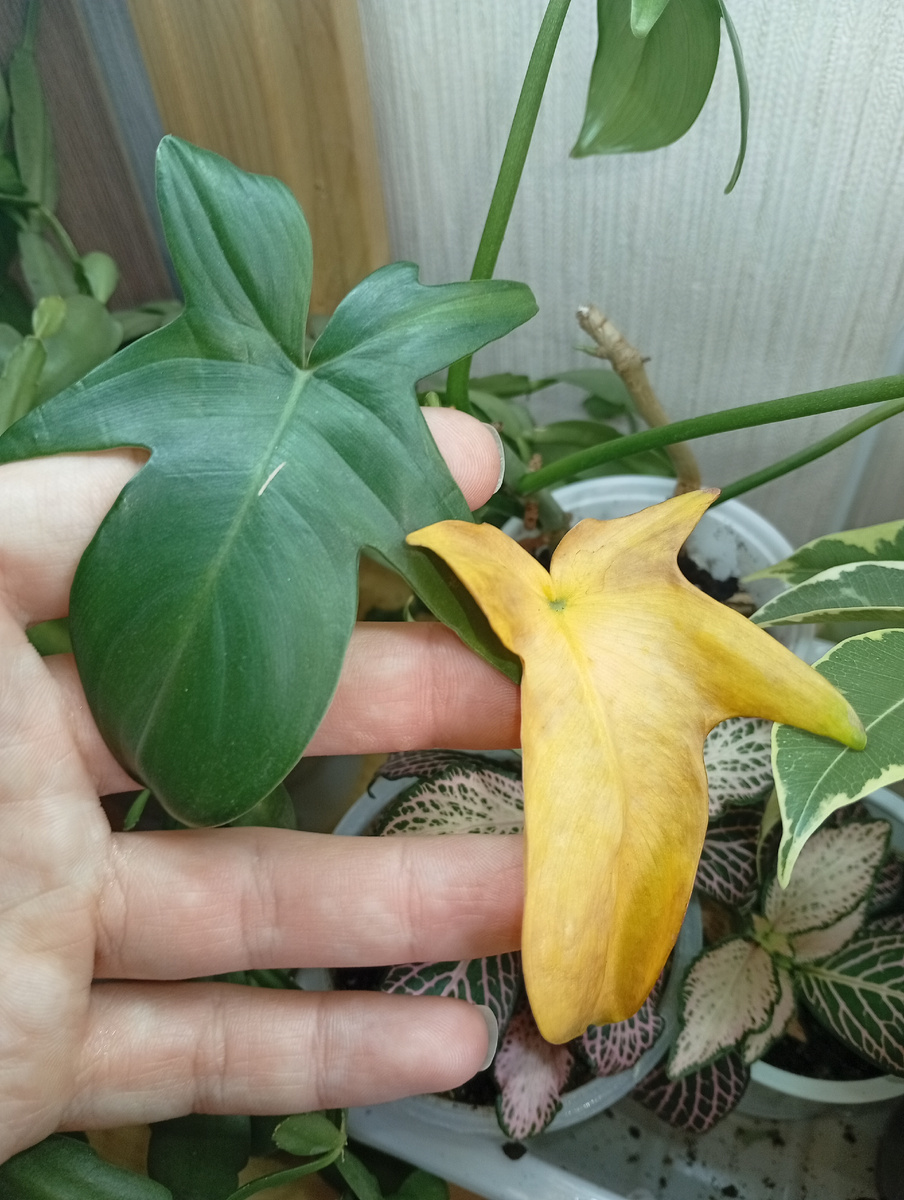 Тут укореняется филодендрон. Лист стал портиться до укоренения ( купила уже с увядающим листом). Но я его оставила, что бы он питание отдал.