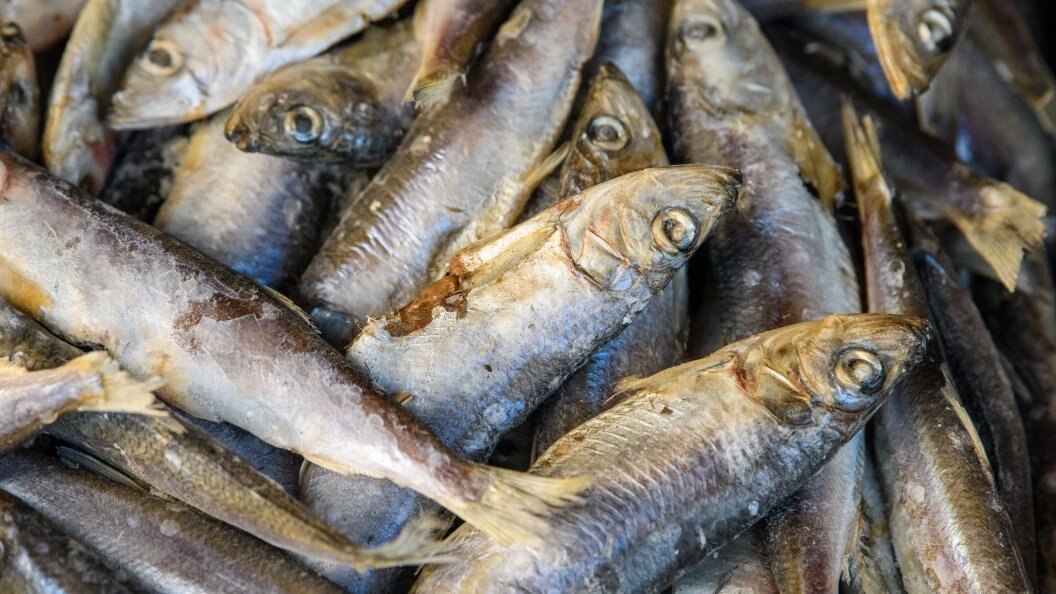    фото: Ilya Moskovets/URA.RU