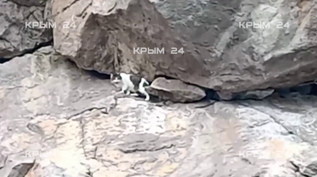 Фото: «Крым 24»