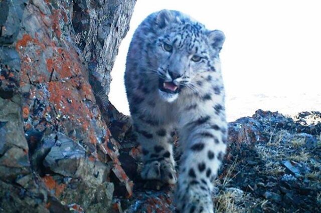 Ирбис в Сайлюгемском нацпарке. Фото фотоловушки. 