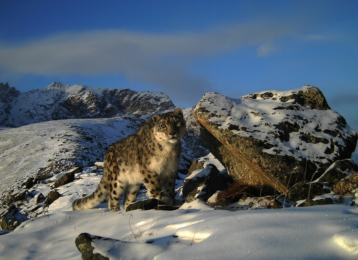 Снежный барс Бурятии. (с) Рабочая группа "Азия-Ирбис". 