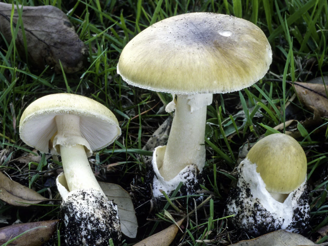 Бледная поганка - мухомор зеленый ( Amanita phalloides)