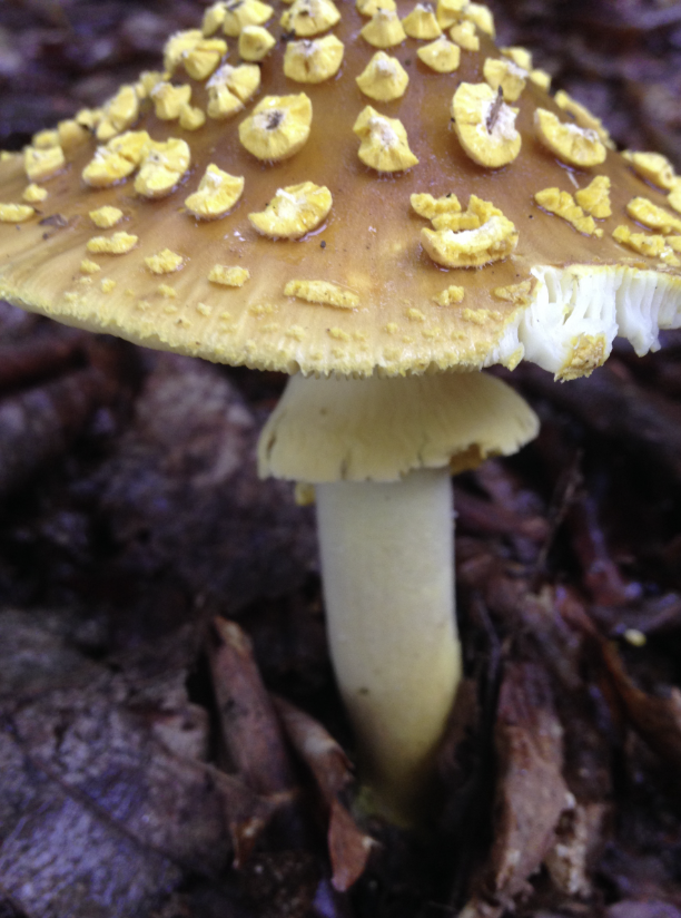 Мухомор желтоножковый (Amanita flavipes) Фото Ирины Павленко