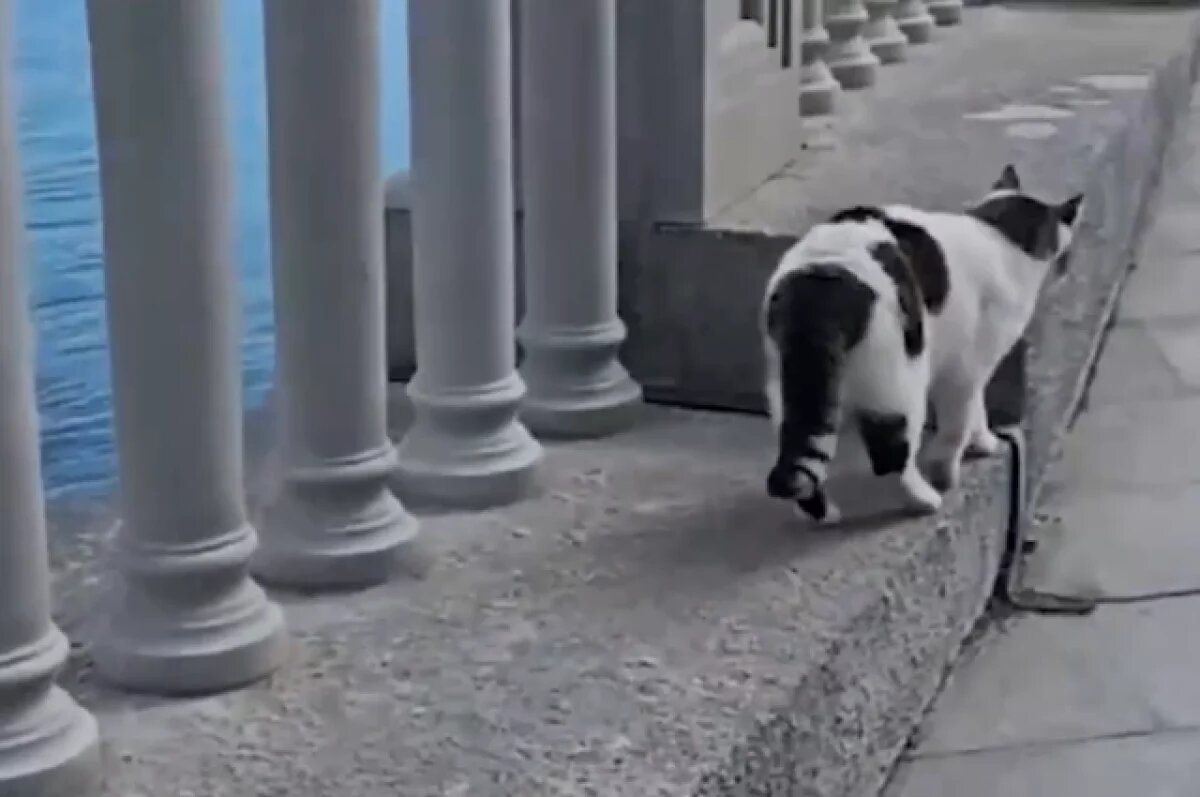    Кошка, которую живодёр скинул с обрыва в Ласточкином гнезде, найдена живой