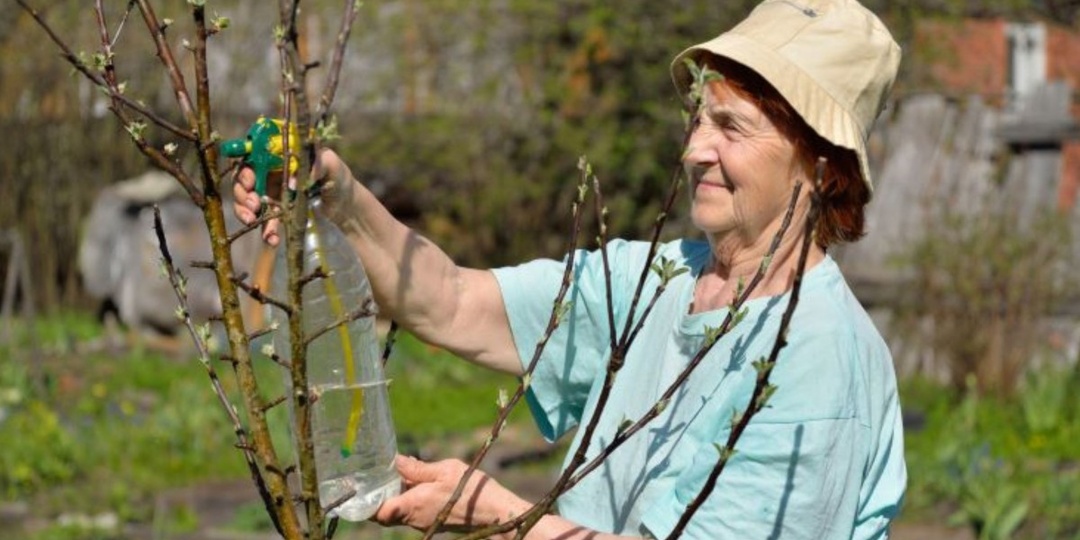 Опрыскивание солью. Лучшее лечение для фруктовых деревьев и кустарников, овощей и хвои