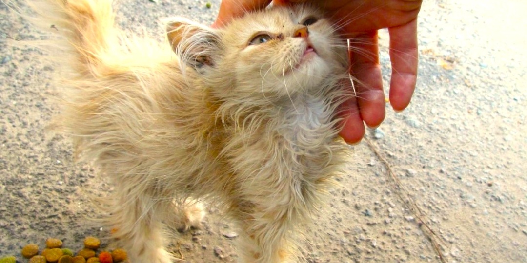Любовь и котёнок
