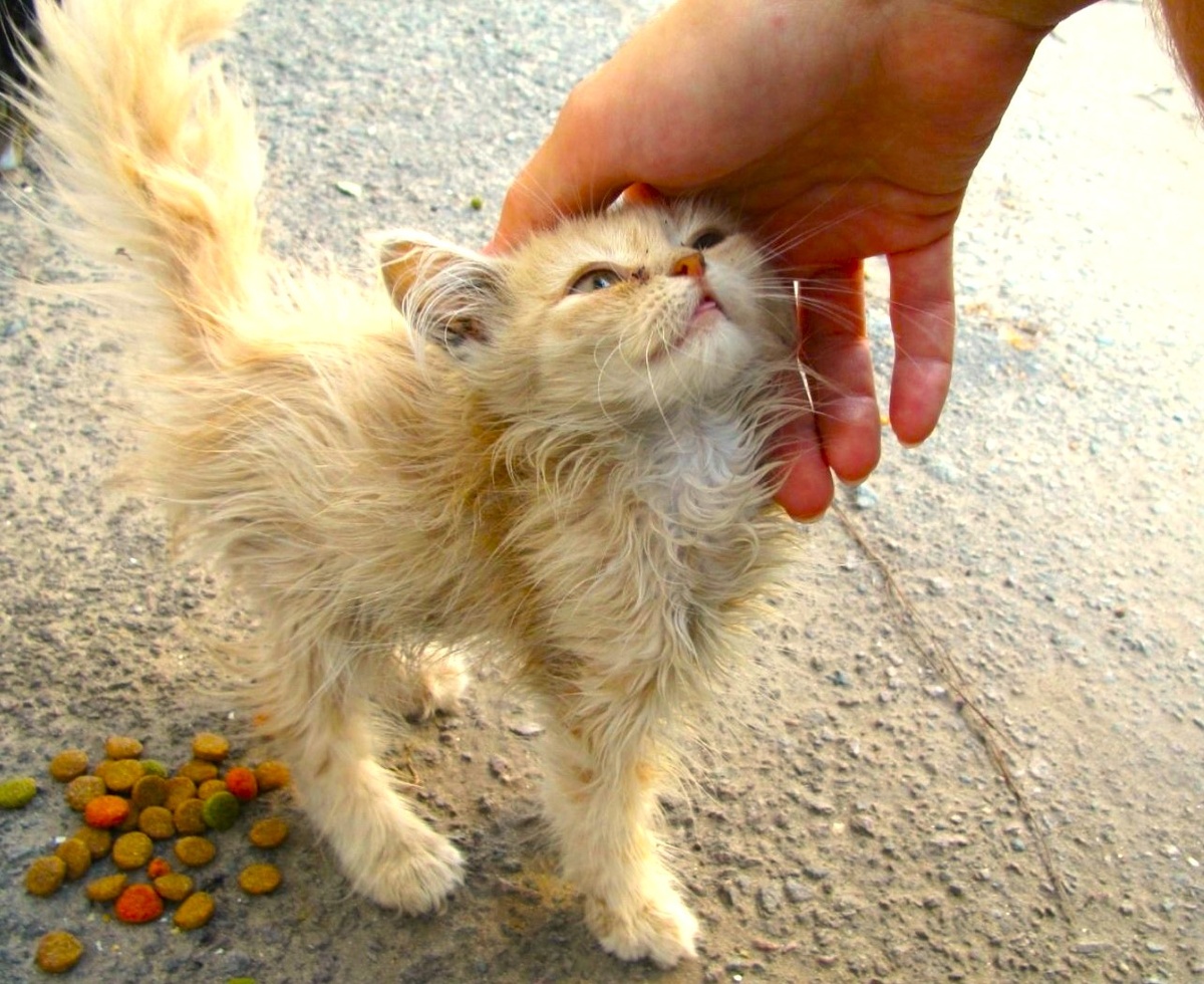 Из свободных источников