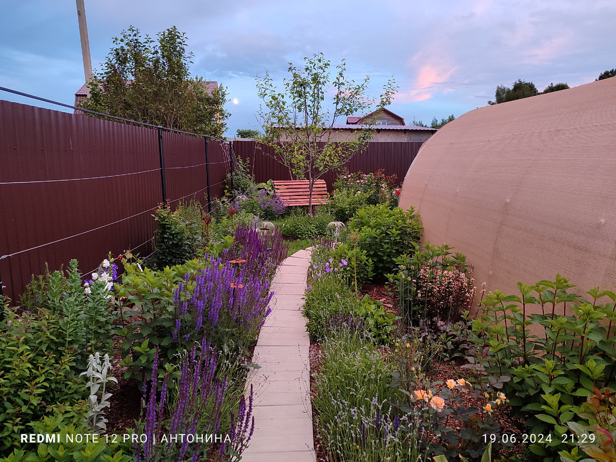 Шалфеи в миксбордере с метельчатыми гортензиями.