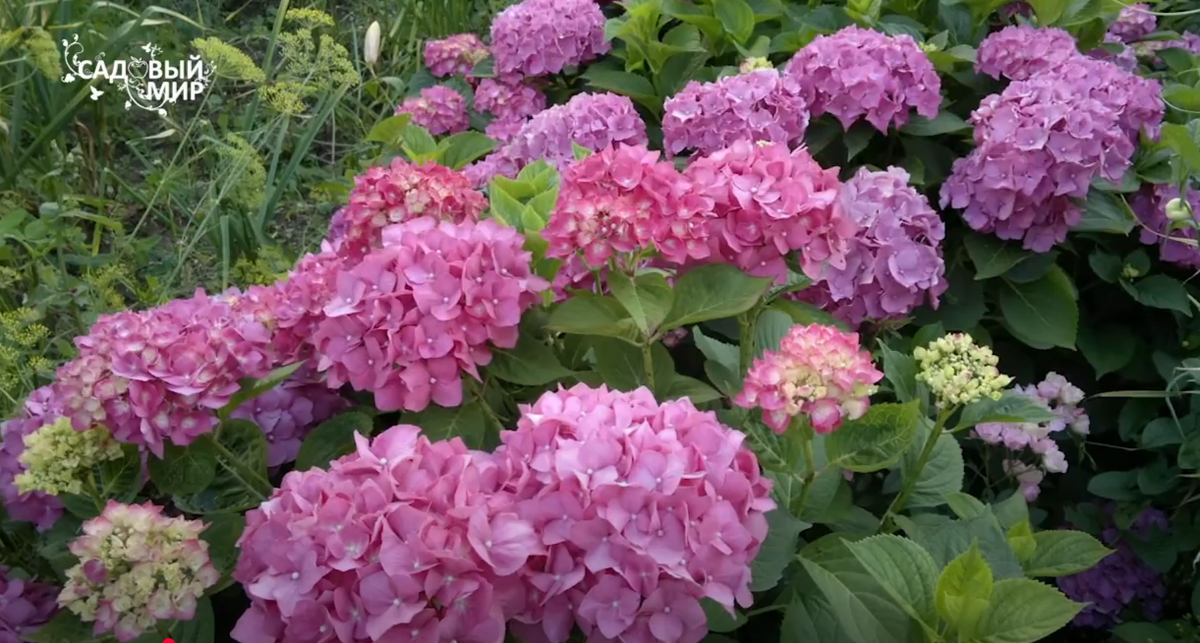 Шикарные балконные гортензии