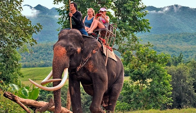 Покататься бы на слоне