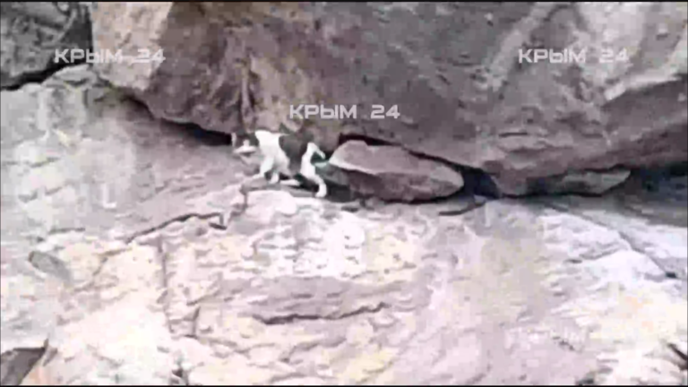    Кошка Муся выжила после того, как ее сбросил живодер с «Ласточкиного гнезда» в Крыму Белов Михаил Александрович