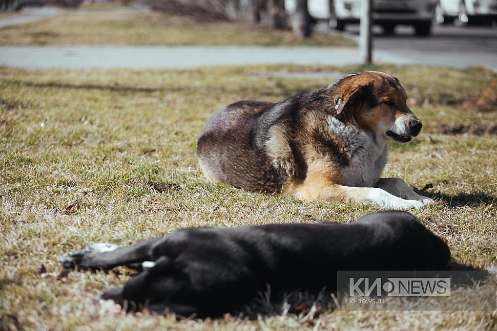 Фото: Краснодарские известия