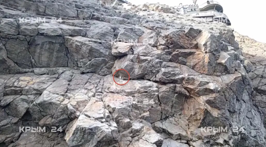    Фото: скриншот из видео телеканала «Крым 24».
