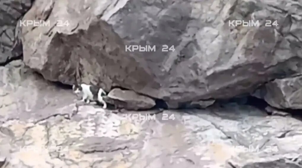    Фото: скриншот из видео телеканала «Крым 24».