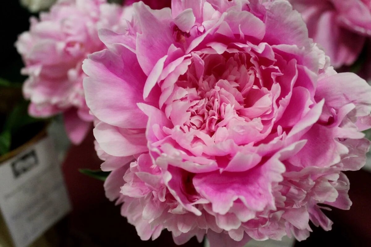    В Саратовской области создадут памятник природы по сохранению пиона