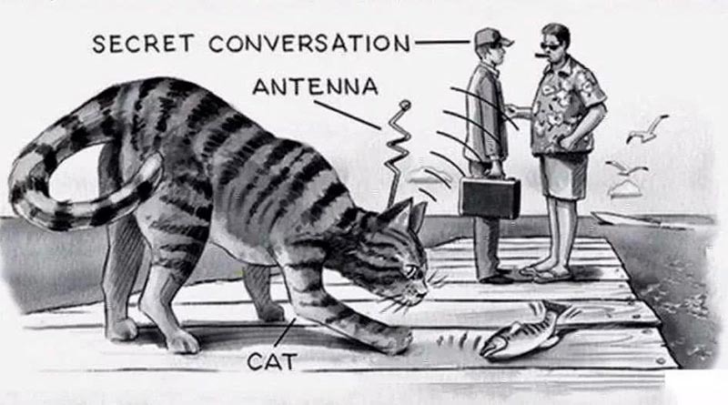 Кот-шпион