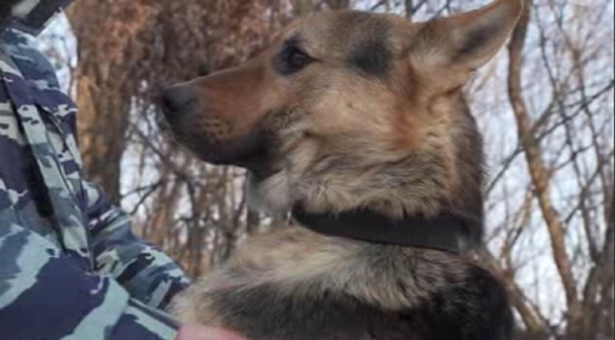    Потерявшегося курянина нашел служебный пес Граф