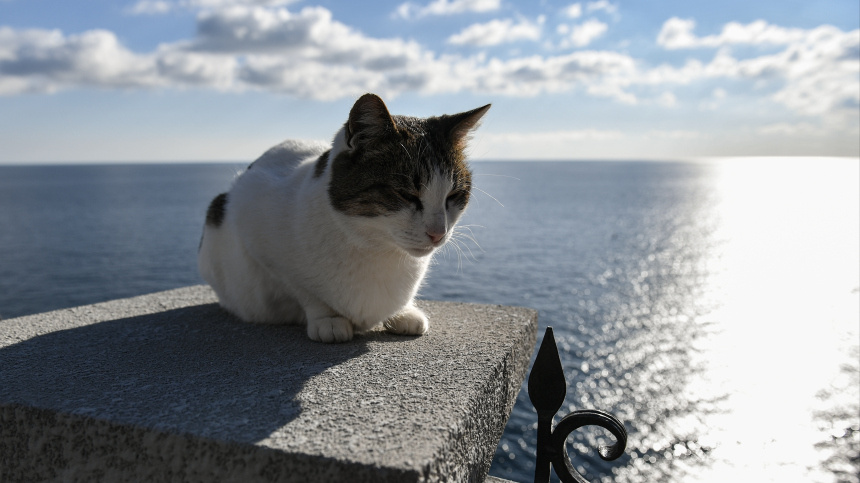    Фото: ИЗВЕСТИЯ/Константин Михальчевский; 5-tv.ru