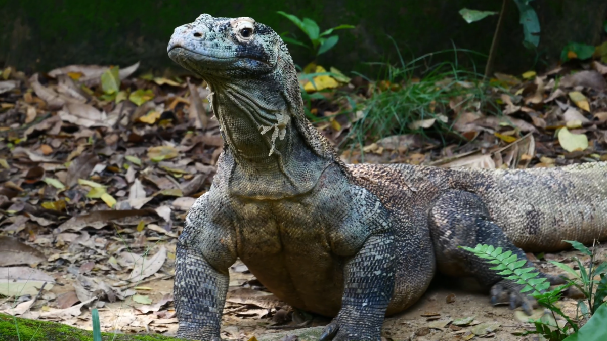 Вот этот красавец готов составить вам компанию!