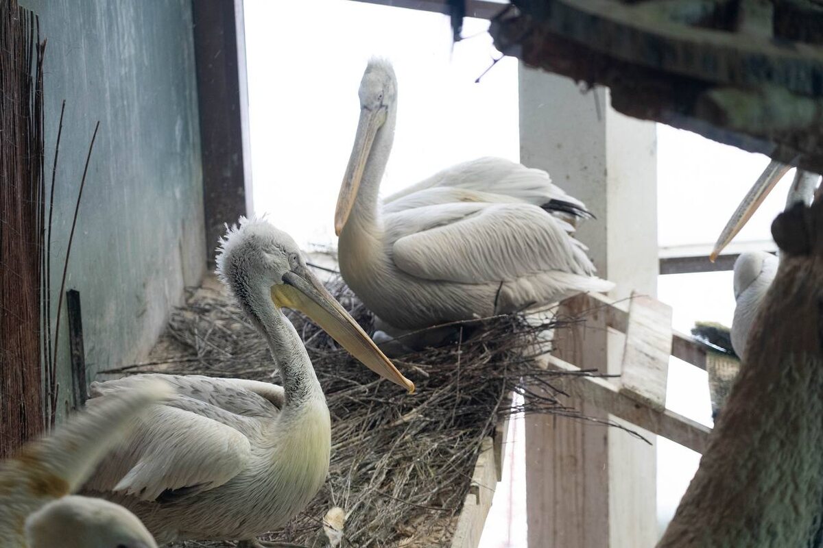    Фото: архив пресс-службы Московского зоопарка