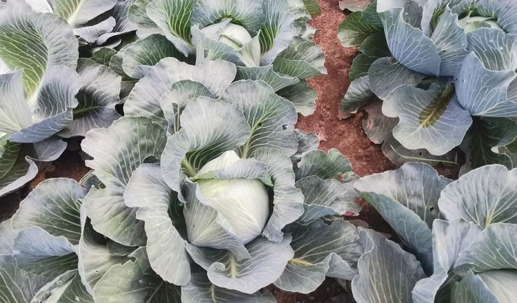    Реализован важный проект по созданию и совершенствованию Селекционно-семеноводческого центра овощных культур