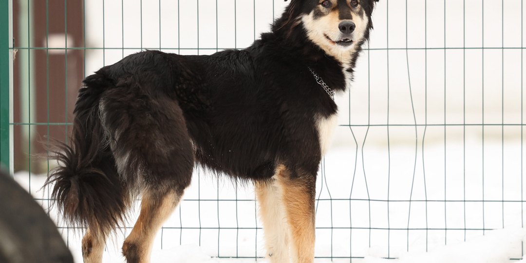 Душевный пес Джон, мечтающий о доме: как мы можем помочь ему