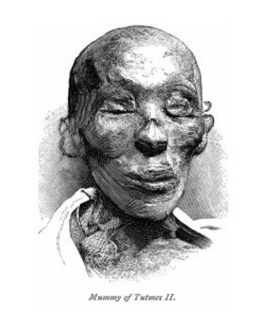 Мумия Тутмоса II, изображенная в книге «От фараона до феллаха» в 1888 году. Glasshouse Images/Shutterstock