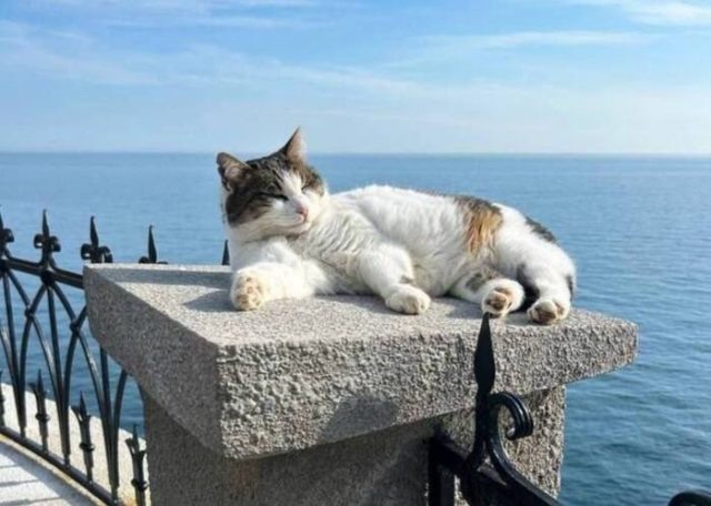    Кошка Муся. Фото: социальные сети