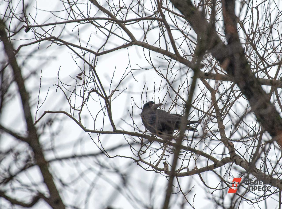 Эксперты отмечают, что эту птицу отстреливают, поскольку она вредитель.  Фото: Фото: ФедералПресс / Артем Тутов