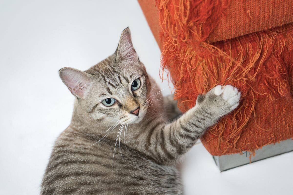 Кот царапает мебель 