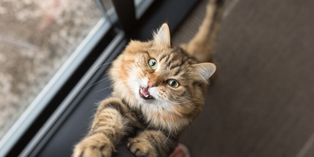 Посмотрите, как я мяукаю! 7 хитрых способов поведения кошек, ищущих внимания
