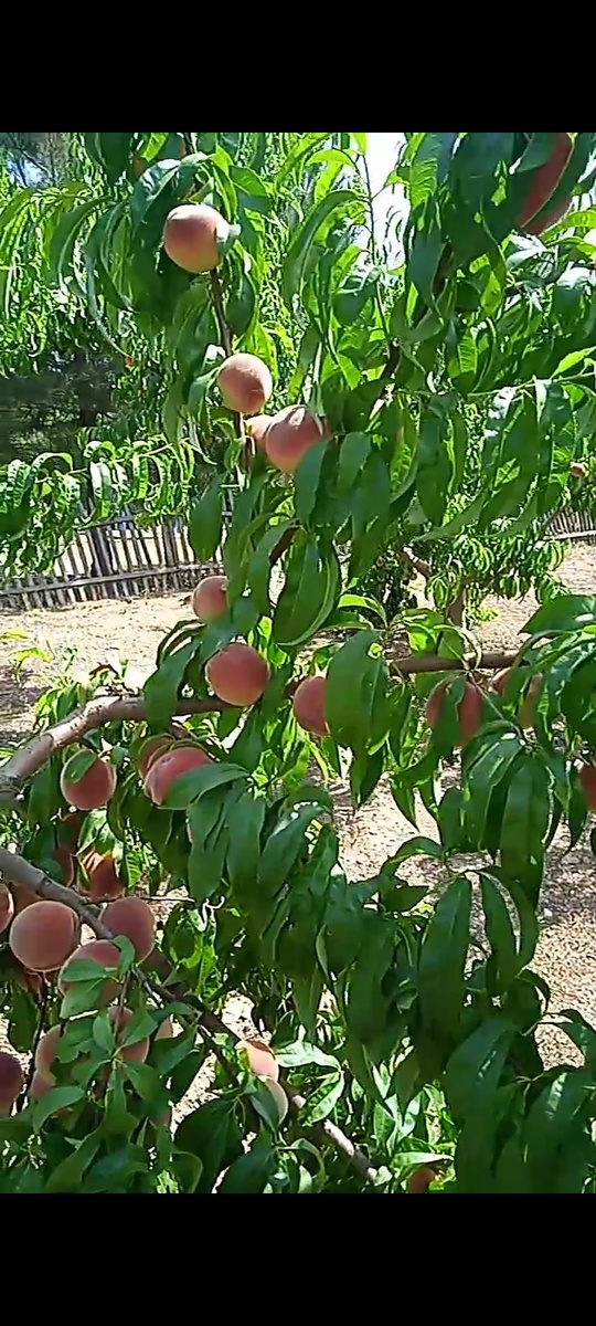 Сорт "Чемпион ранний", только внешне красив... 