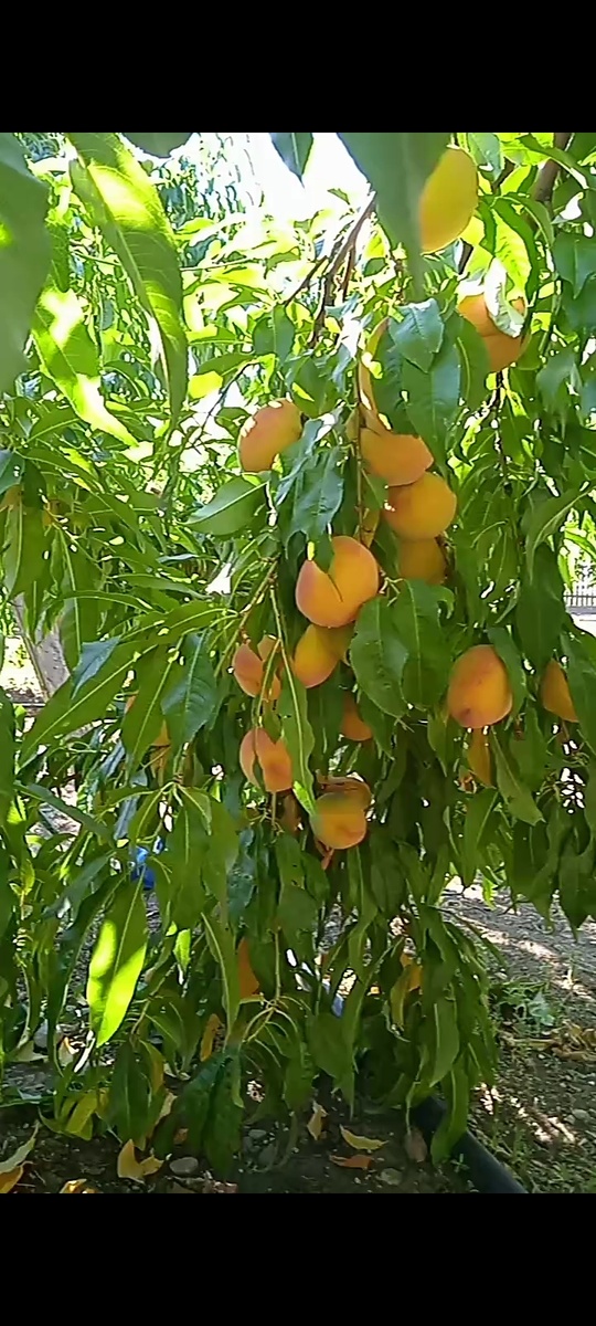 Сорт "Золотой Юбилей"