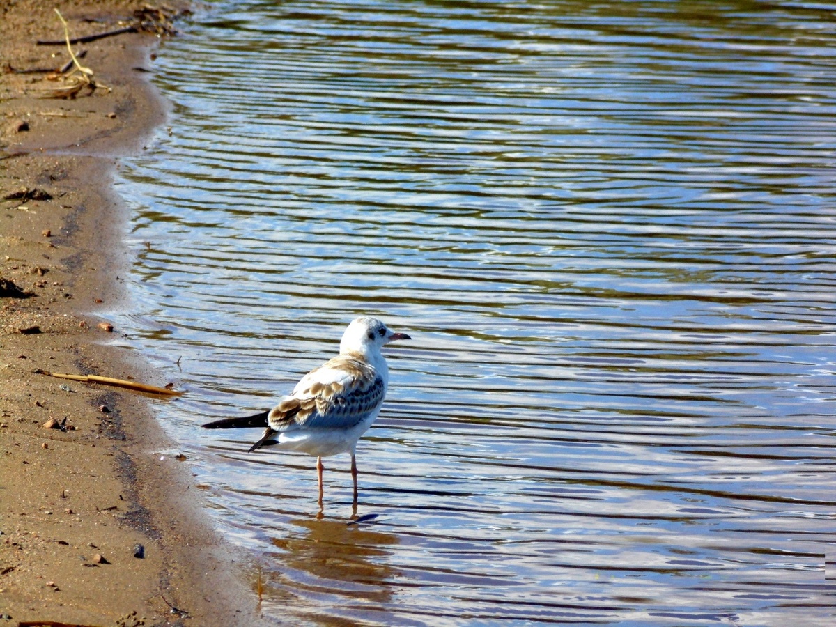 "На берегу пустынных волн стоял он, дум великих полн". Фото автора