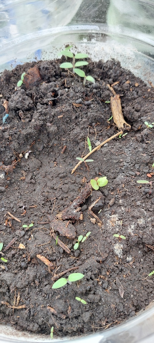 Это сорт "Русская душа" неделю назад. Сегодня я их уже пикировала. Но всходы еще будут. Сорняки не в счет.