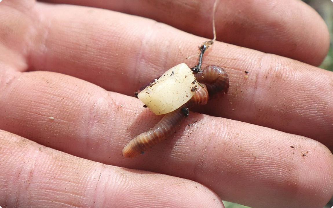 Или «Почему карась в апреле предпочитает «сэндвич», а не одиночный мотыль»