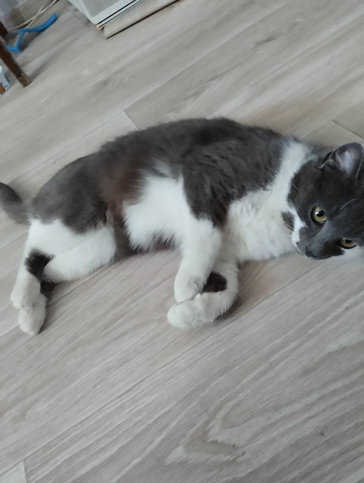 Свежее фото,сегодня прислали, оцените как отъелась кошечка