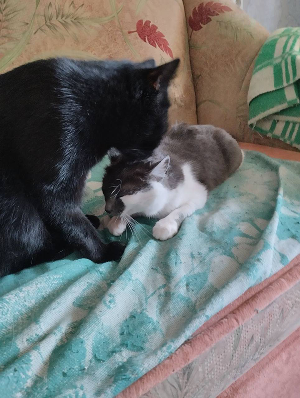 Сеанс у личного грумера