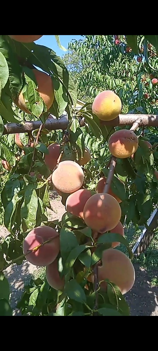 Сорт "Кремлёвский"