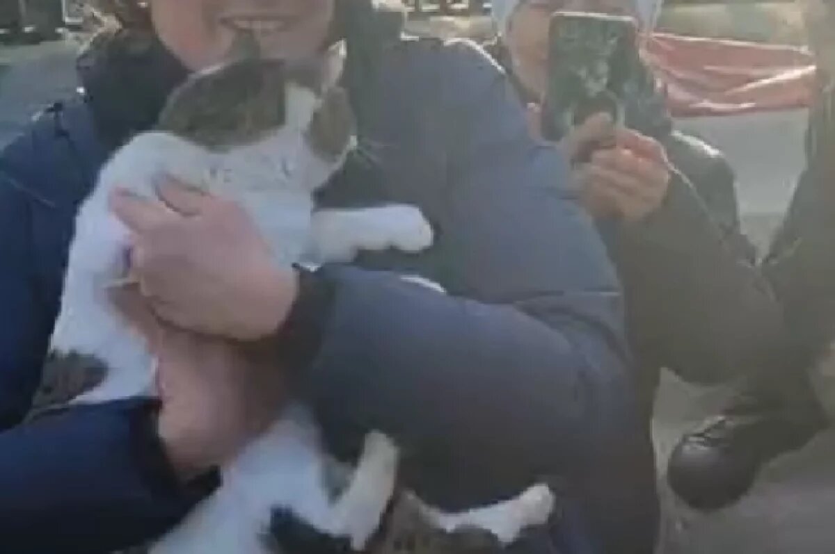    Появились первые кадры со спасенной после падения с обрыва кошкой Мусей