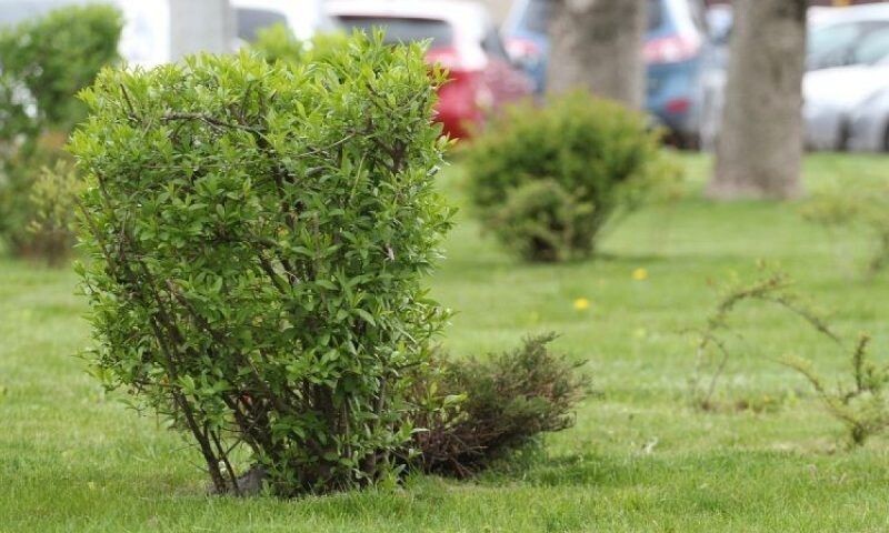    Фото пресс-службы администрации Краснодара