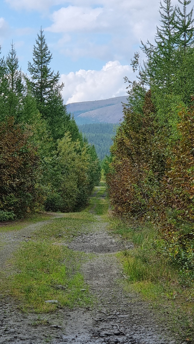 Лесная дорога в окрестностях Харпа