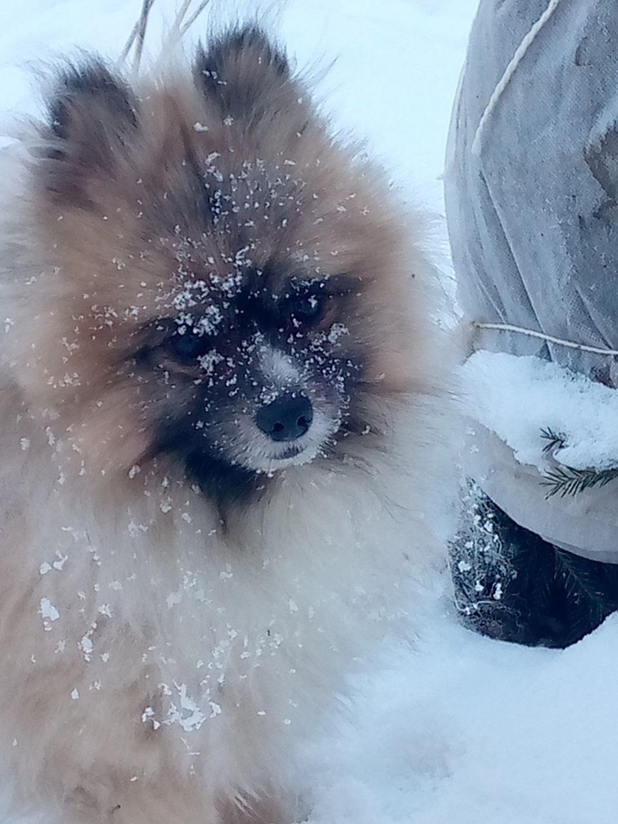 Купается в остатках снега