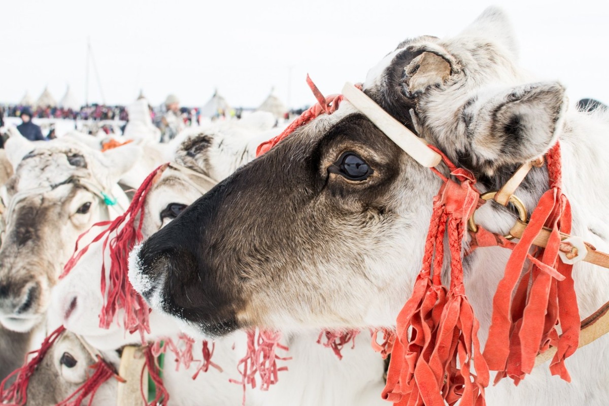    Оленеводы Нижневартовского района привезут на конкурс профмастерства гигантский чум