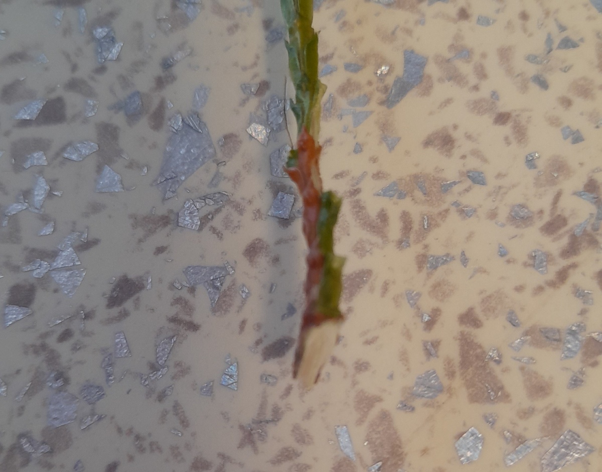 Пятка. Фото автора 