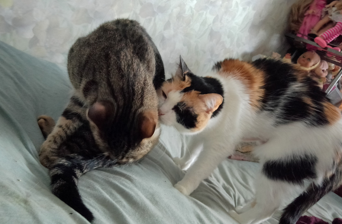 Флинт и Умняша