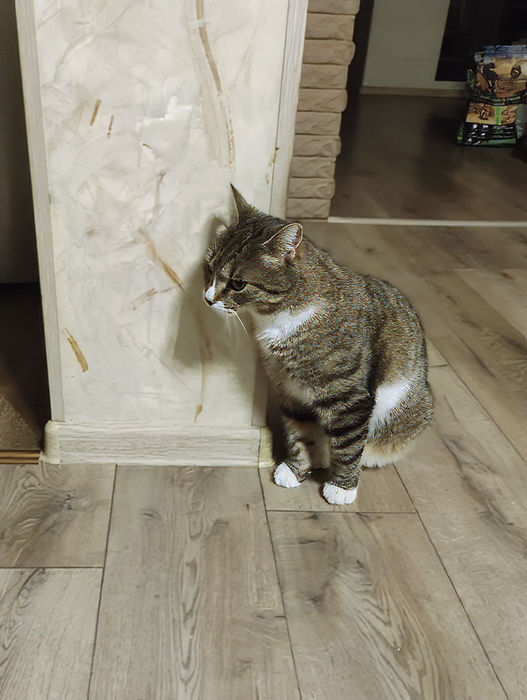 Кисаня снова что-то замышляет