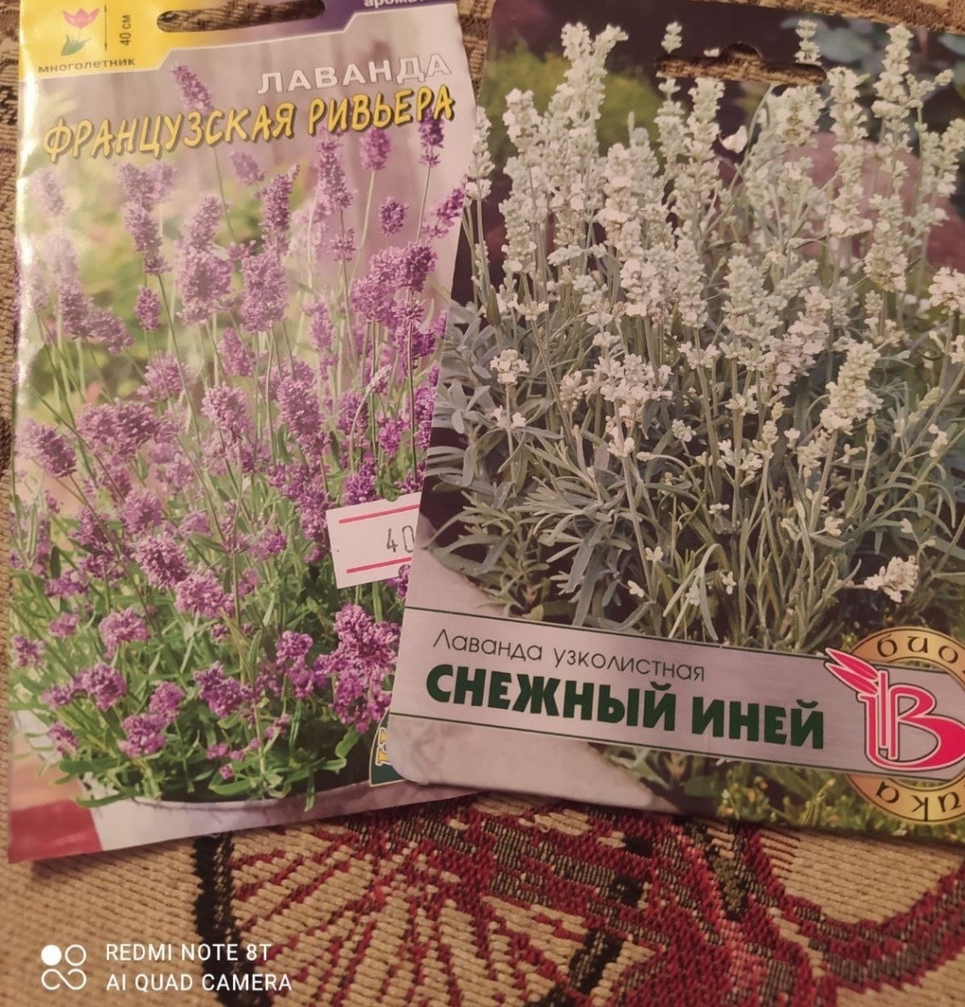 Лаванда 